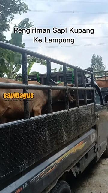 Pengiriman-Sapi-Kupang-Ke-Lampung